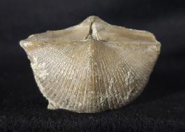 Sonstige - Brachiopoden - Cyrtospirifer rudkinensis (LJASCHENKO 1959)